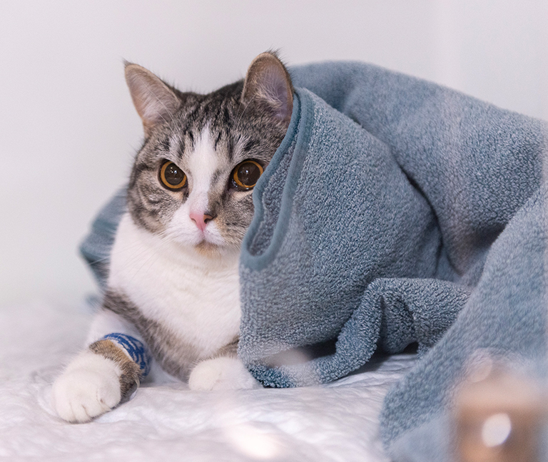 Conseils comportementaux et prévention