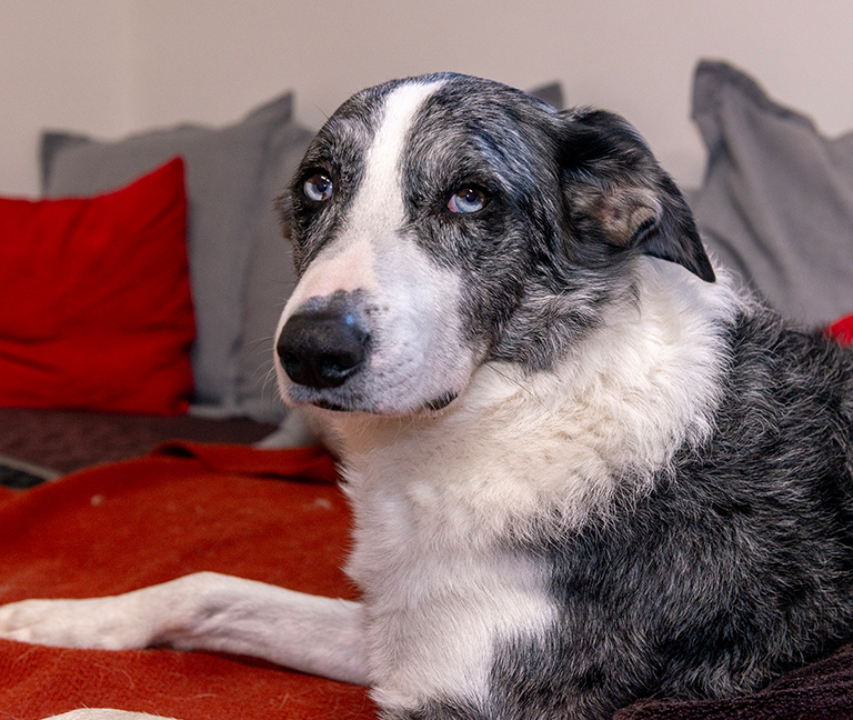 Consultation douleur