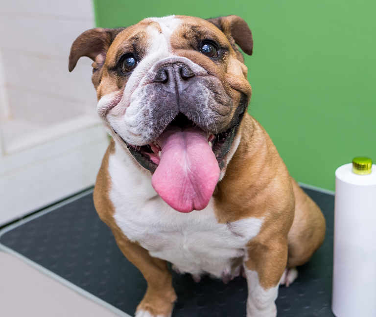 Syndrome obstructif brachyc&eacute;phale (BAOS / SORB)