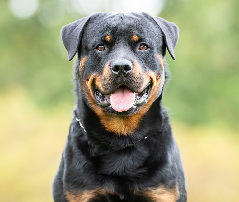 &Eacute;ducation canine