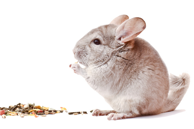 Alimentation Chinchilla