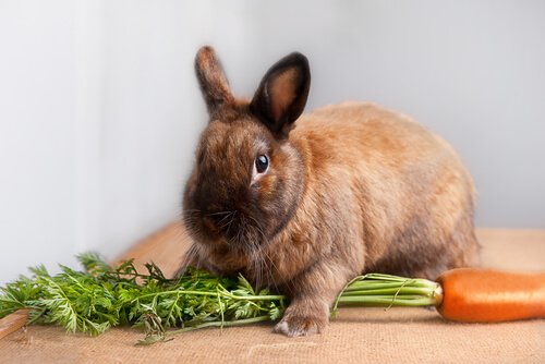 Alimentation Lapin