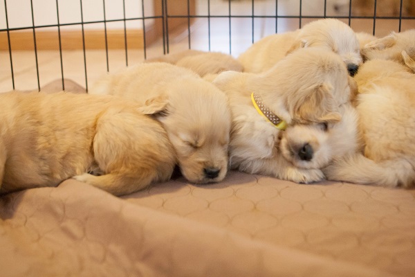 J’achète un chien