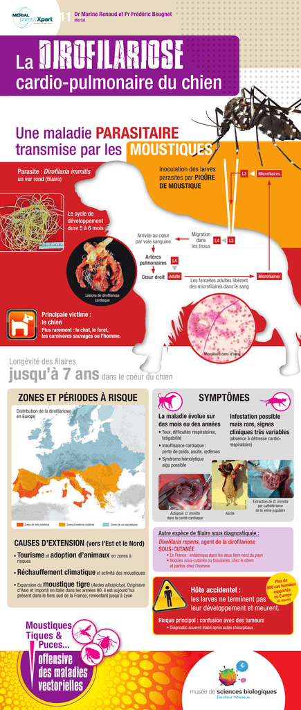 La dirofilariose, ou maladie du ver du cœur