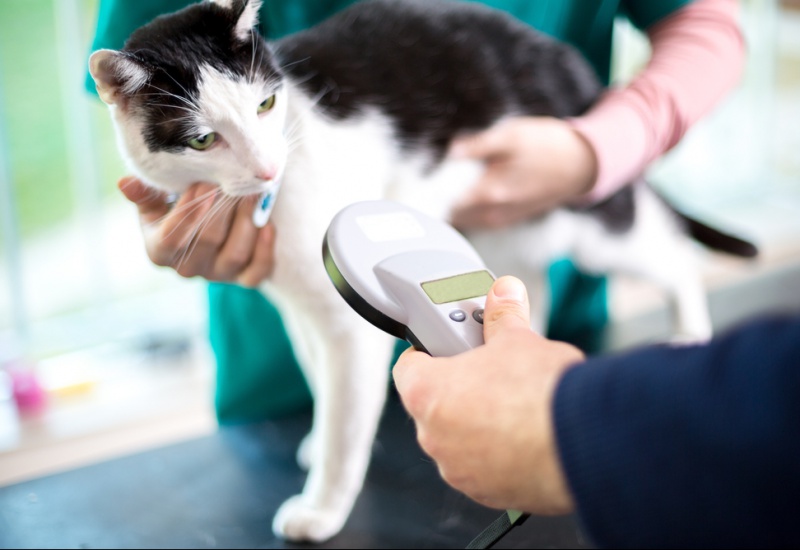 La puce électronique du chat