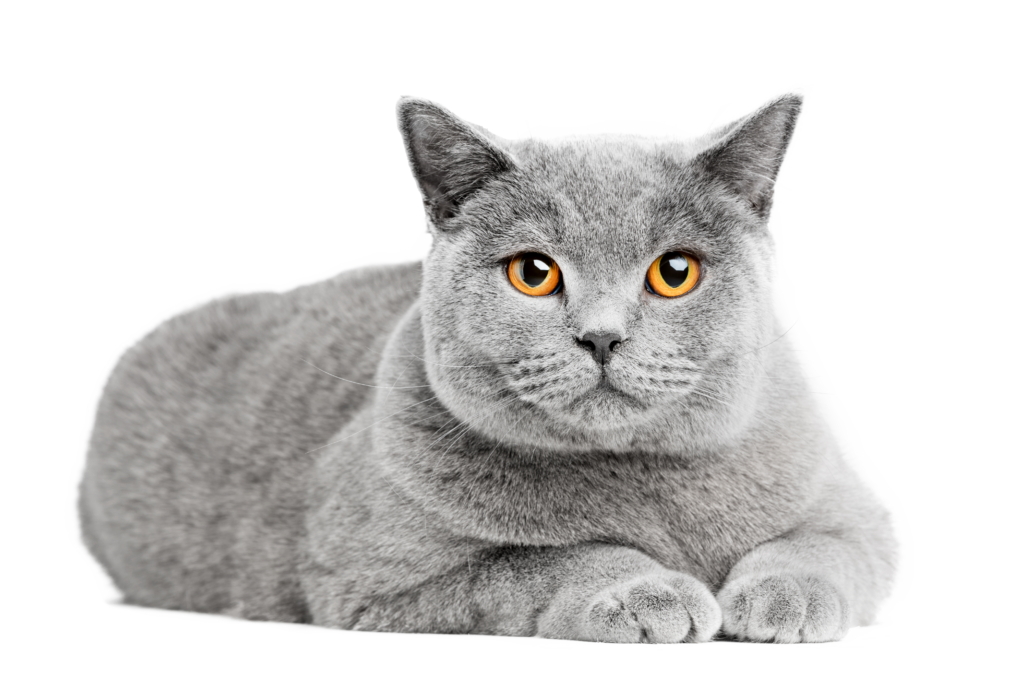 L’asthme du chat
