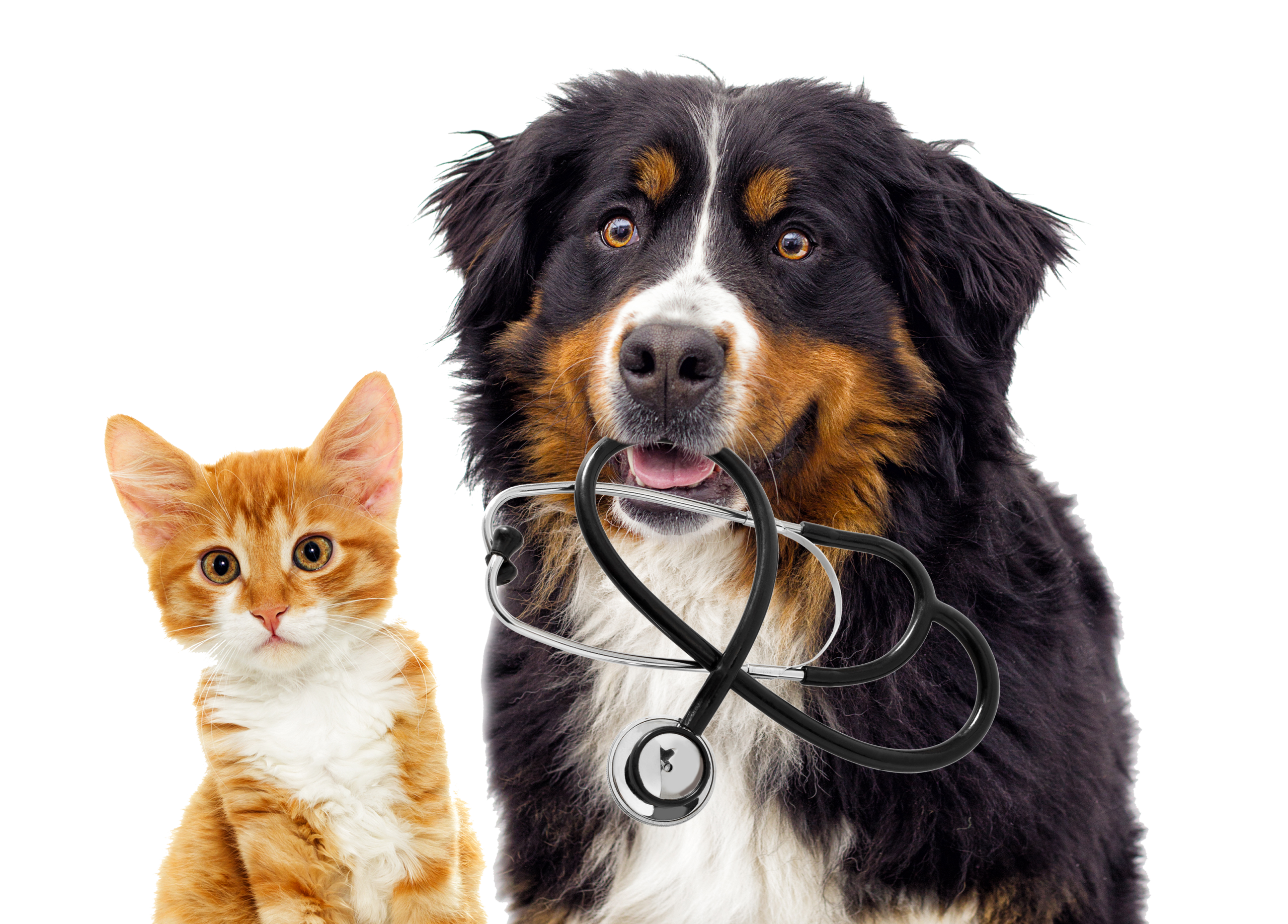 Lutte contre les puces