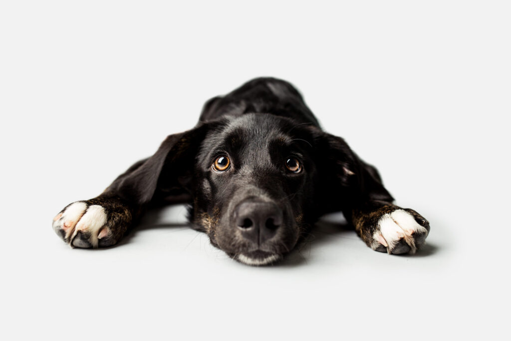 Vous voyagez avec votre chien dans le bassin méditerranéen